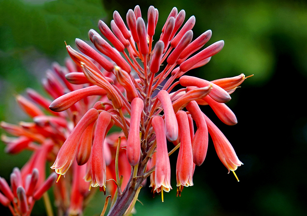 Tubular red Aloe maculata flowers