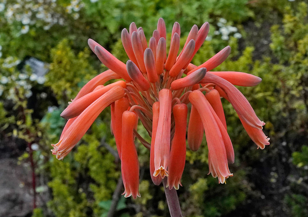 Close-up of vibrant orange tubular flowers of Aloe maculata hanging in a downward cluster, with purple-tinged tips and yellow stamens emerging at the base