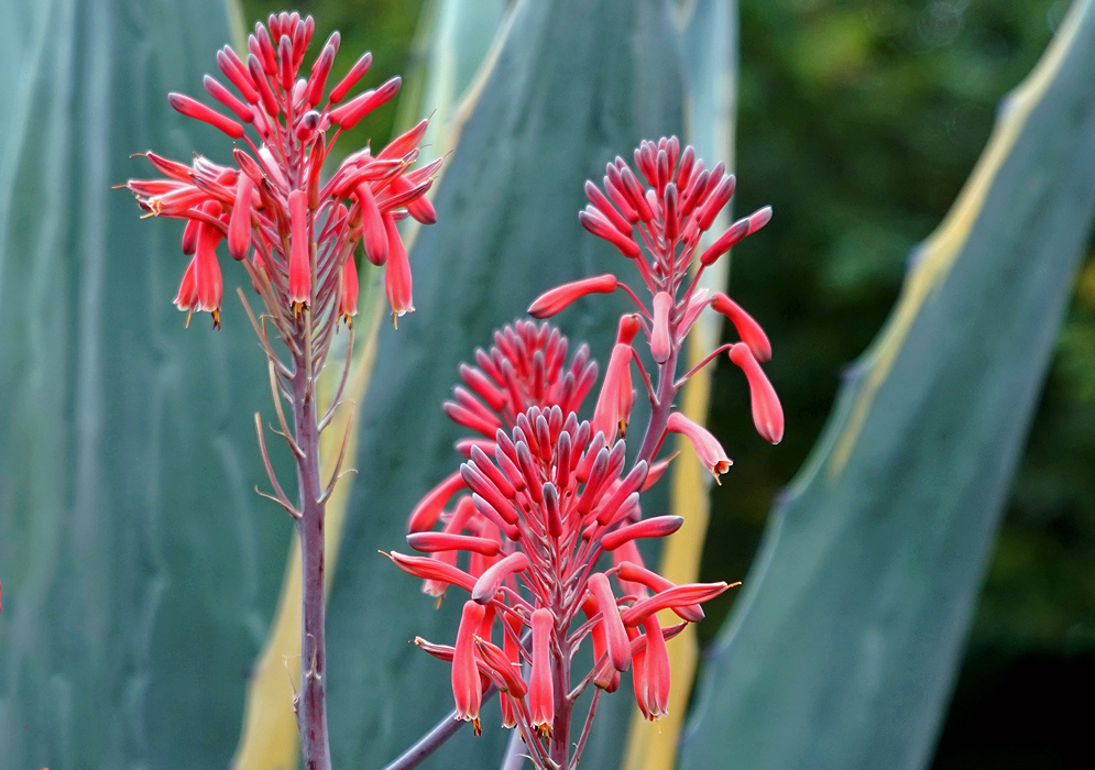 Spikes of Aloe maculata flowers in front of yellow and green agave leaves