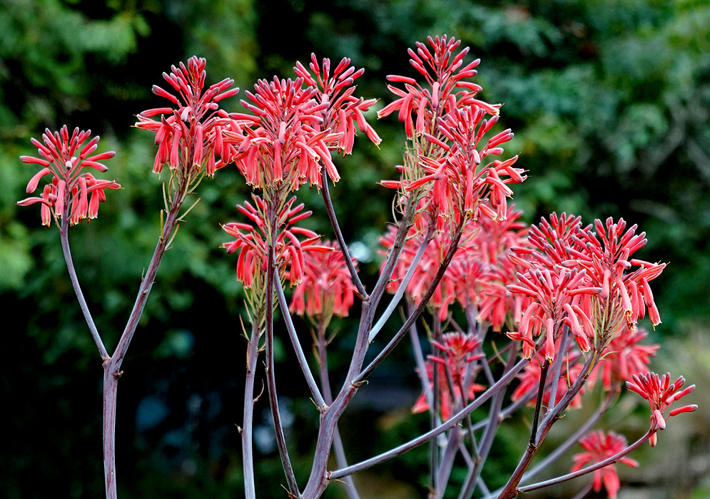 Clusters of Aloe maculata red flowers