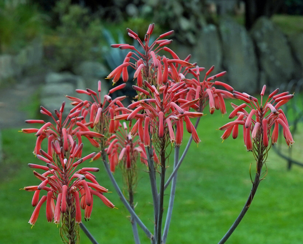 Multiple flowering stalks of Aloe maculata bearing clusters of reddish-orange tubular blooms on tall purple stems, set against a lush green garden background