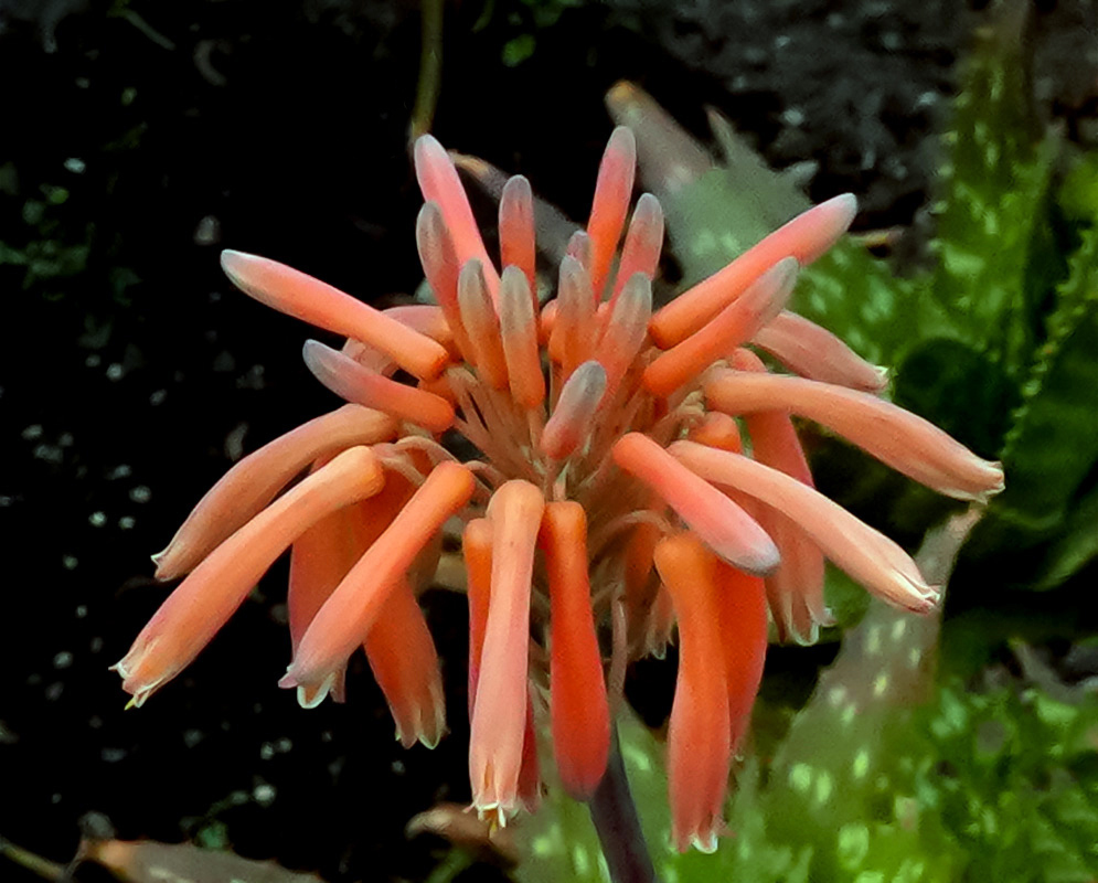 Close-up of a single Aloe maculata flower cluster with light orange tubular blooms and pale green tips, surrounded by dark soil and mottled green leaves