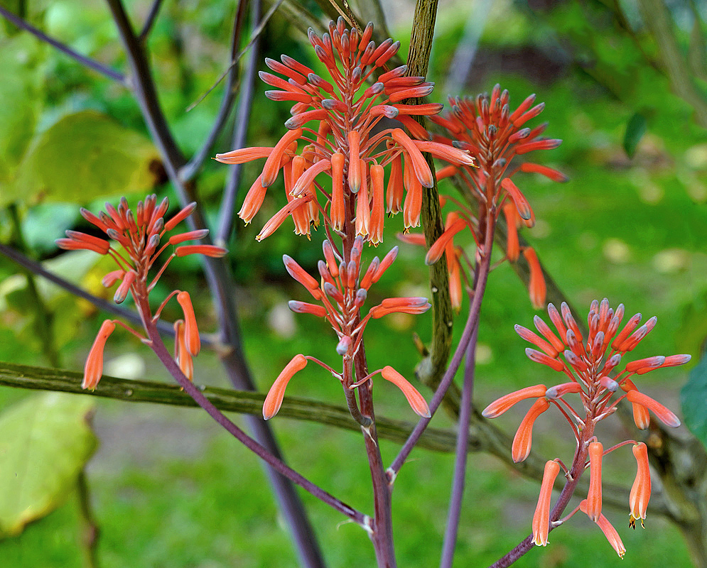 Aloe maculatai inflorescence with purple and orange flower buds and orange flowers 
