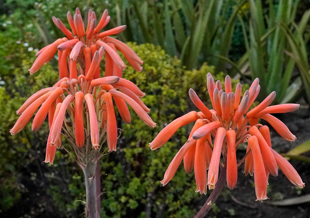 Three blooming Aloe maculata flower heads with vivid orange tubular petals and pale tips, growing on tall stalks above rosette-shaped spotted leaves in a garden setting