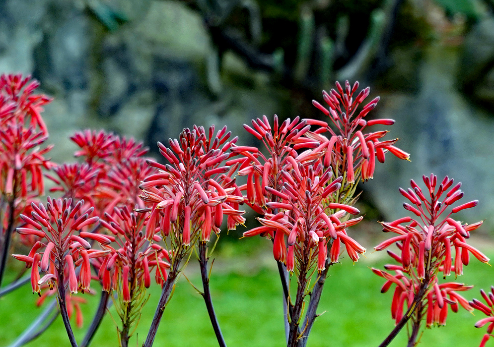 Showy orange-red Aloe maculata flowers 