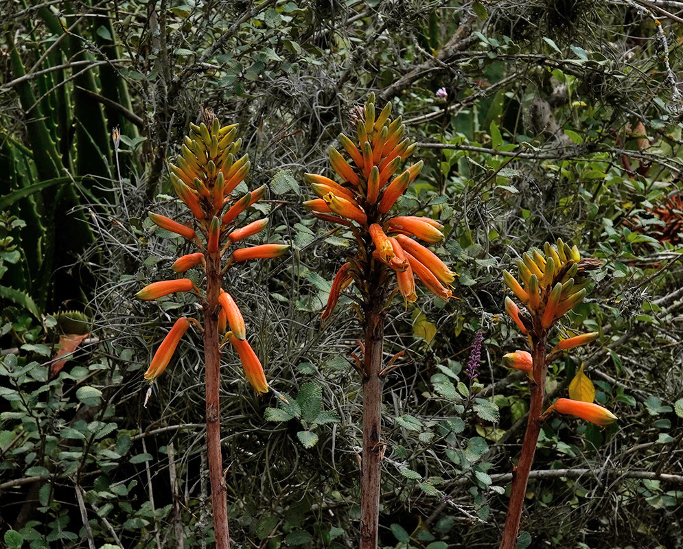 Three upright Aloe maculata flower spikes with orange tubular buds and greenish-yellow tips emerging from a wild, brushy background of tangled foliage and succulents