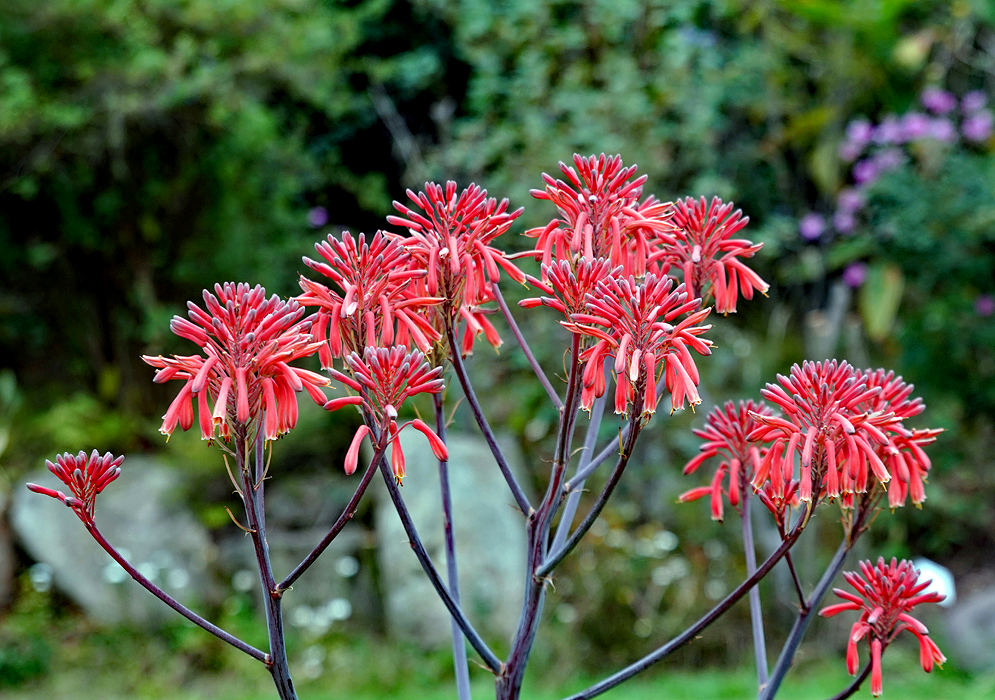 Spikes of red Aloe maculata flowers