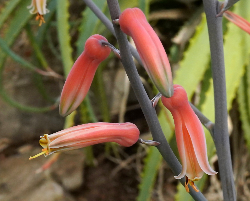 Aloe perryi bears drooping red tubular flowers with pale yellow tips along an upright stalk