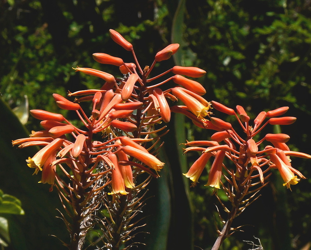 Aloe Rooikappie has branching clusters of orange-red tubular flowers with pale yellow tips