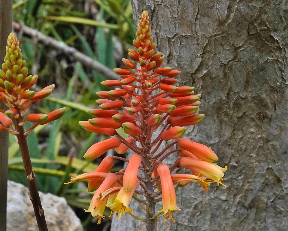 Aloe tororoana carries dense orange-red tubular flowers with yellow openings on branching stalks