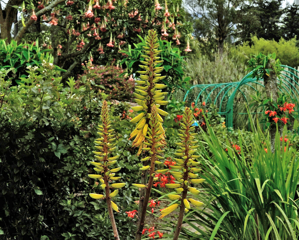Yellow Flower Spikes of Aloe vera in a Lush Garden Cluster of tall Aloe vera flower spikes with yellow tubular buds rising above a lush garden filled with flowering shrubs, trumpet-shaped Angel’s Trumpet blossoms, and a green arched trellis in the background