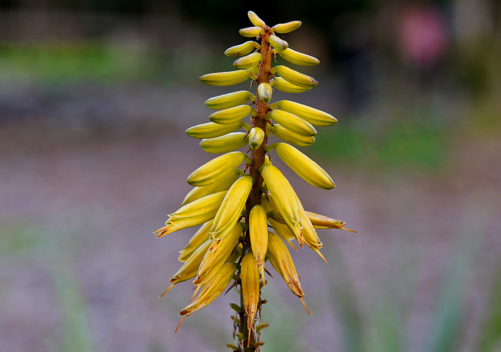 An Aloe vera inflorescene with yellow flowers