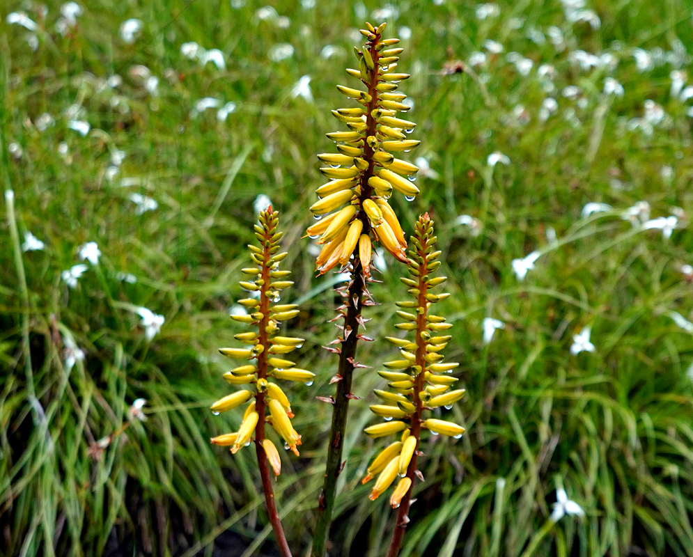 Three Aloe vera flowering inflorescences covered in raindrops