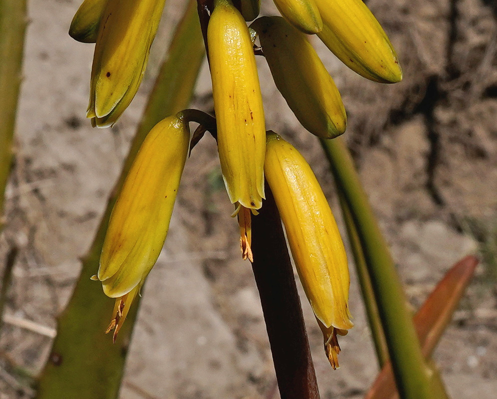 Aloe vera Yellow Tubular Flowers Aloe vera carries yellow tubular flowers hanging close to an upright central stalk