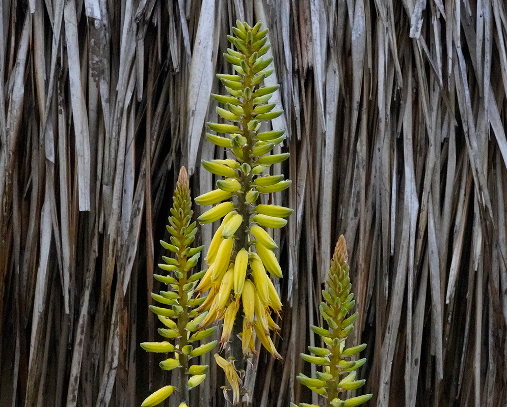 Aloe vera Yellow Flower Spikes Three Aloe vera flower spikes bearing yellow tubular blossoms at different stages of opening