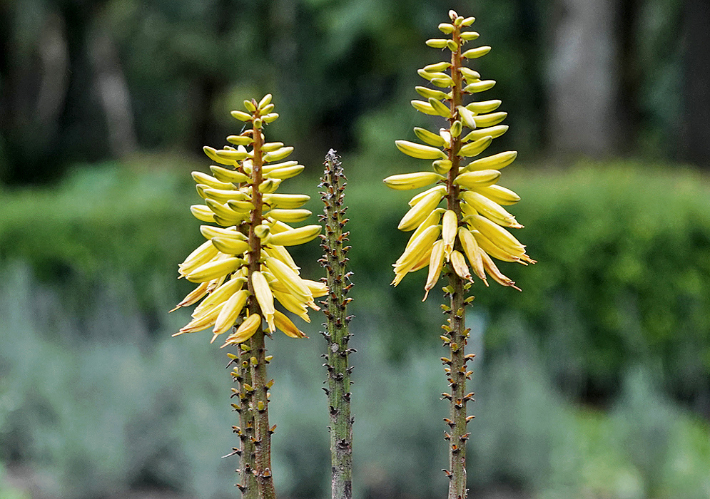 Yellow Aloe vera flowers on erect inflorescences
