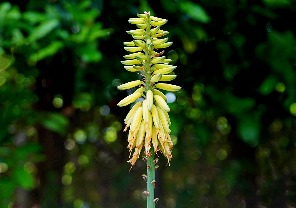 An errect Aloe vera inflorescene with light-yellow flowers in sunlight