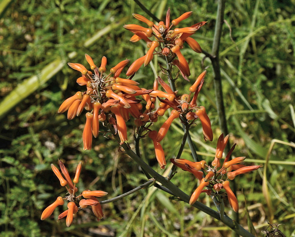 Aloe vogtsii has spreading orange-red tubular flowers on an open branching stalk