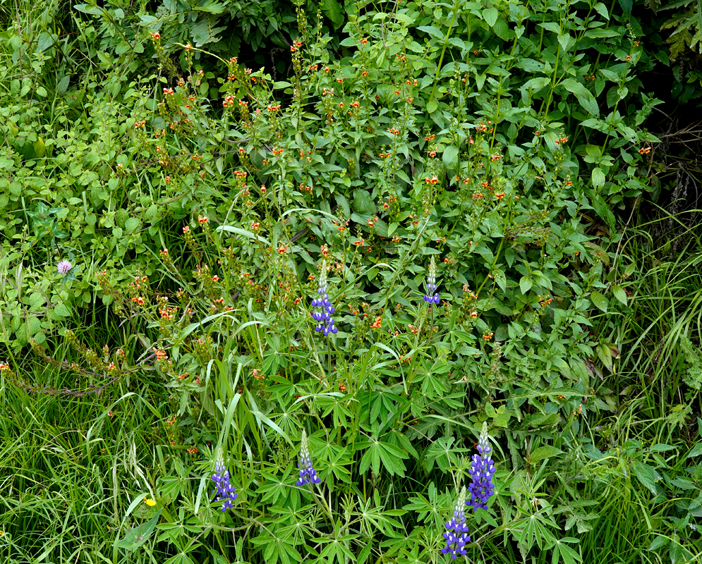 Alonsoa Acutifolia Among Highland Grasses Wild patch of alonsoa acutifolia covered in small orange flowers, growing among grasses and lupines in a natural highland environment