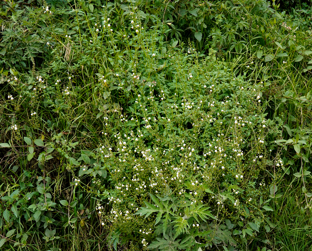 Alonsoa Acutifolia Dense White Bloom Compact alonsoa acutifolia plant heavily covered with small white blooms, forming a dense flowering mound amid surrounding vegetation