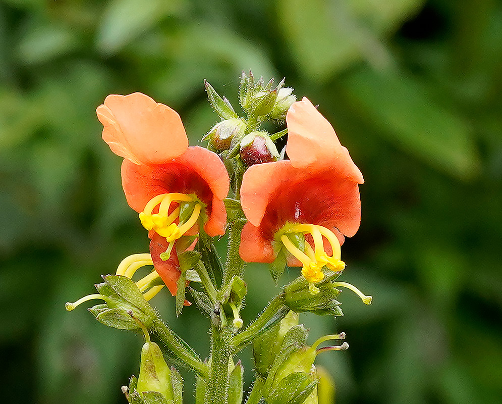 Alonsoa Acutifolia Flowers in Bloom Pair of orange alonsoa acutifolia flowers with flared upper petals, deep red inner throats, and protruding curved yellow stamens above hairy green sepals