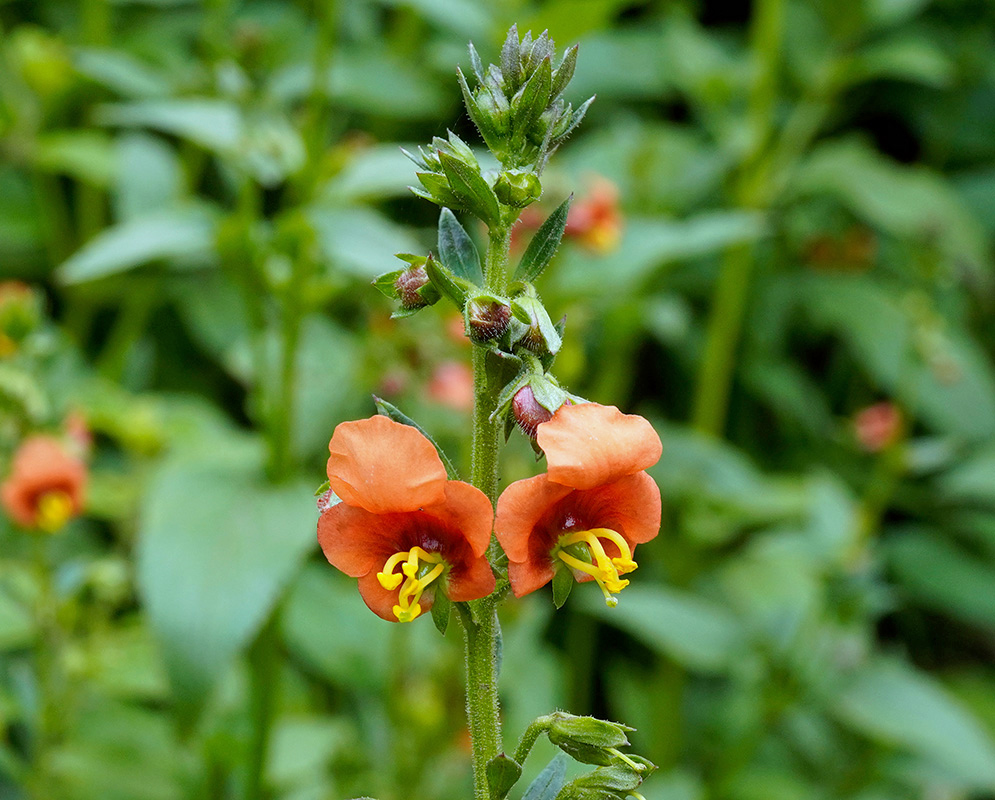 Alonsoa Acutifolia Orange Flowers Orange alonsoa acutifolia flowers in full bloom with rounded upper petals and yellow stamens protruding from deep red centers