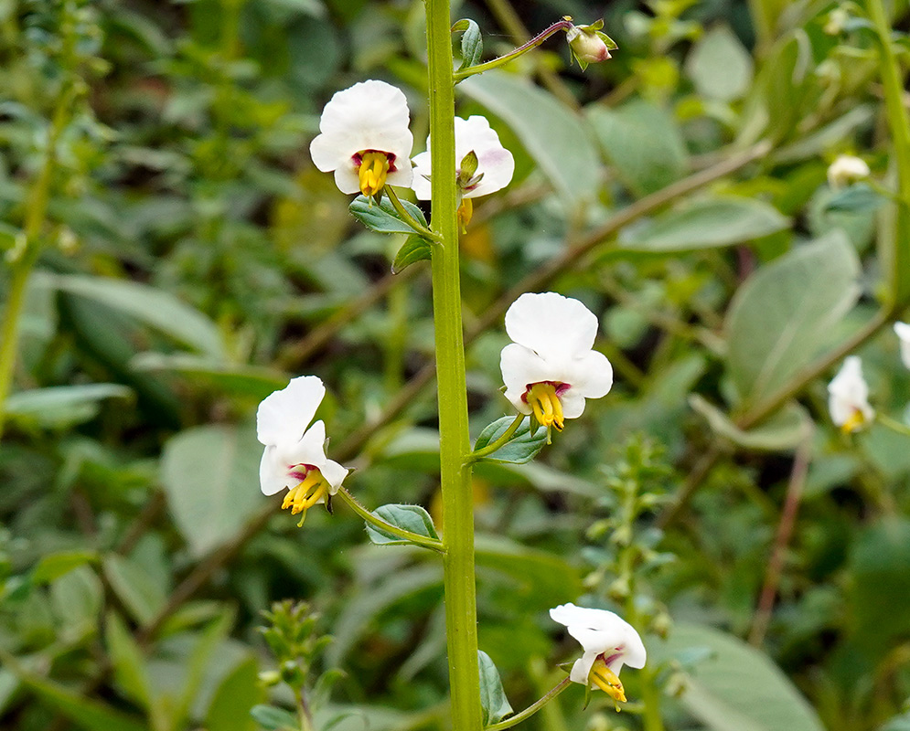Alonsoa Acutifolia Spike Flower spike of alonsoa acutifolia with alternating white blossoms and yellow stamens, growing upright in dense vegetation