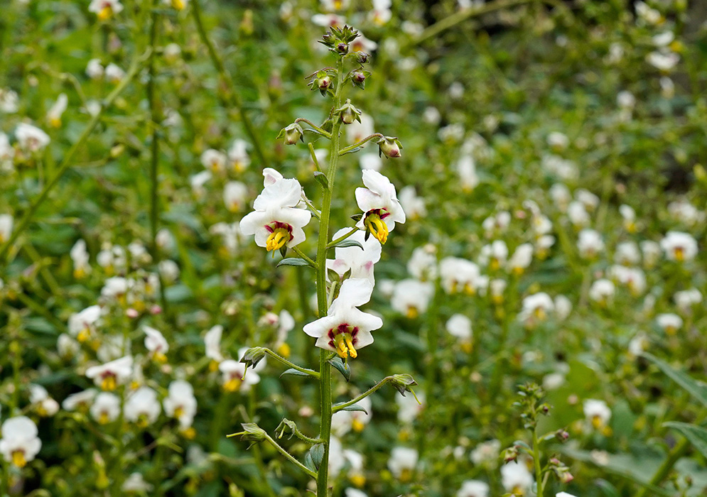 Alonsoa acutifolia White Form Close-up of delicate alonsoa acutifolia white flowers with protruding yellow stamens and maroon markings, clustered along a tall green stalk
