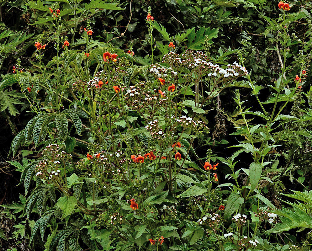 Alonsoa Acutifolia In Dense Wild Habitat Dense flowering growth of alonsoa acutifolia with clusters of orange blooms rising above dark green serrated foliage in a wild Andean setting