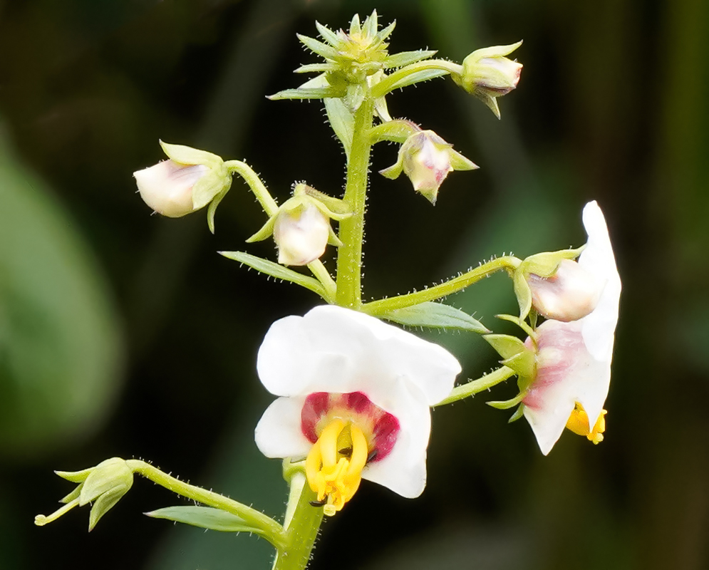 White Alonsoa meridionalis flower with red center and yellow stamens