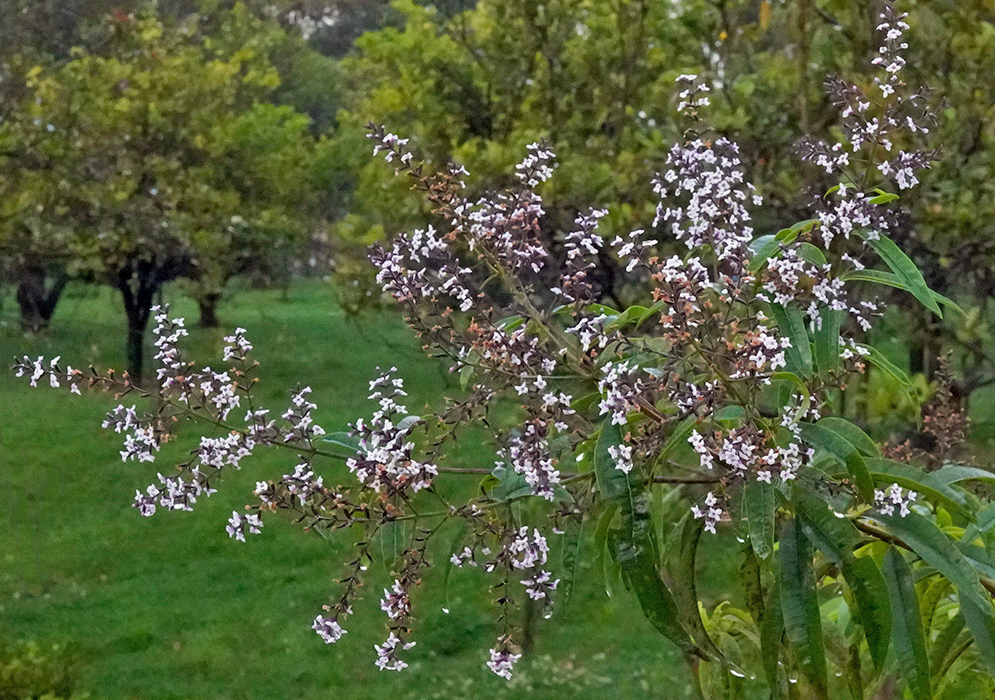Branch of Aloysia citriodora with delicate pale lilac flowers and narrow lance-shaped leaves, growing in a lush green orchard after rainfall