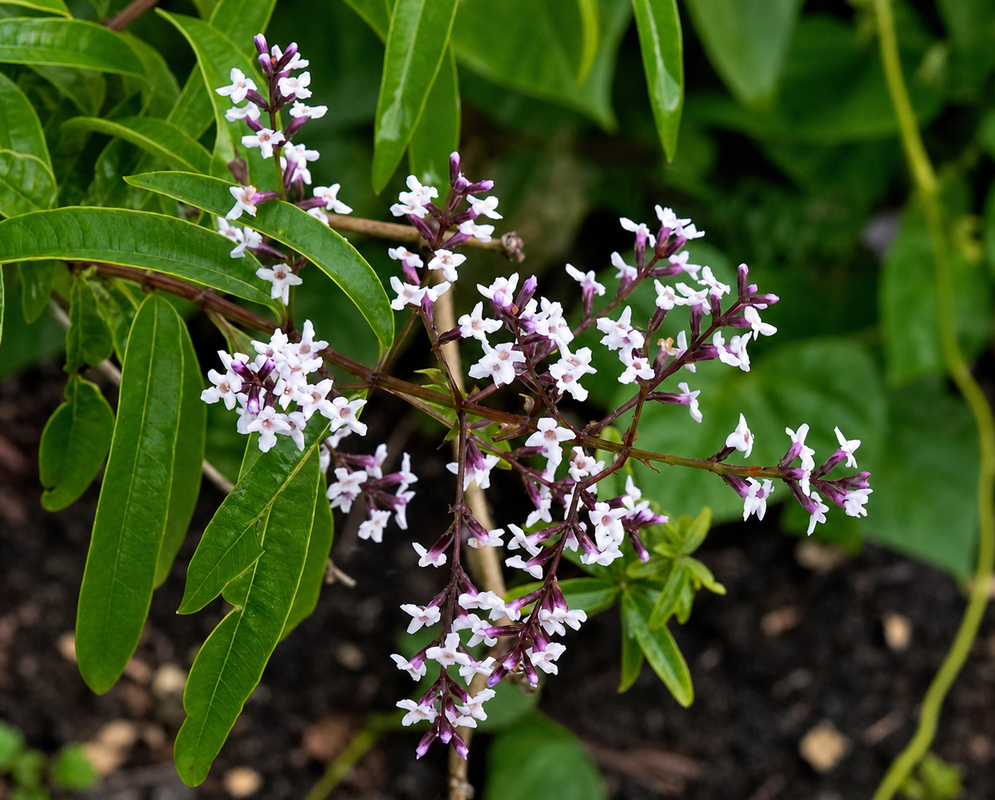 Delicate clusters of pale purple and white flowers with narrow green leaves emerging from dark stems