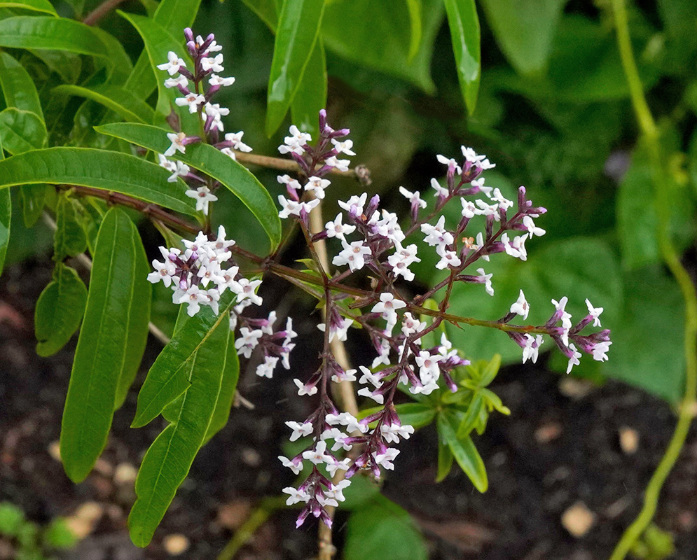 Delicate clusters of pale purple and white flowers with narrow green leaves emerging from dark stems