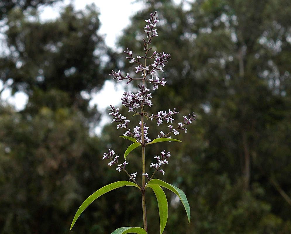 Single upright spike of tiny pale purple flowers with narrow pointed green leaves in front of a blurred forest background