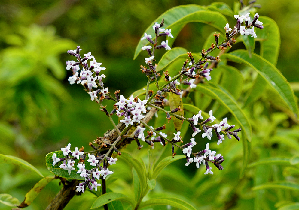 A spike of small purple and white flowers 