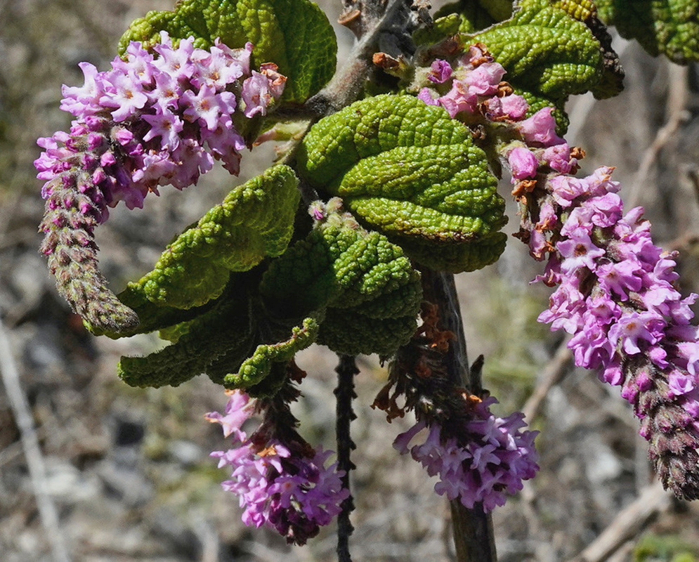 Sunlit Aloysia macrostachya branches bear curved lavender flower clusters beside textured leaves