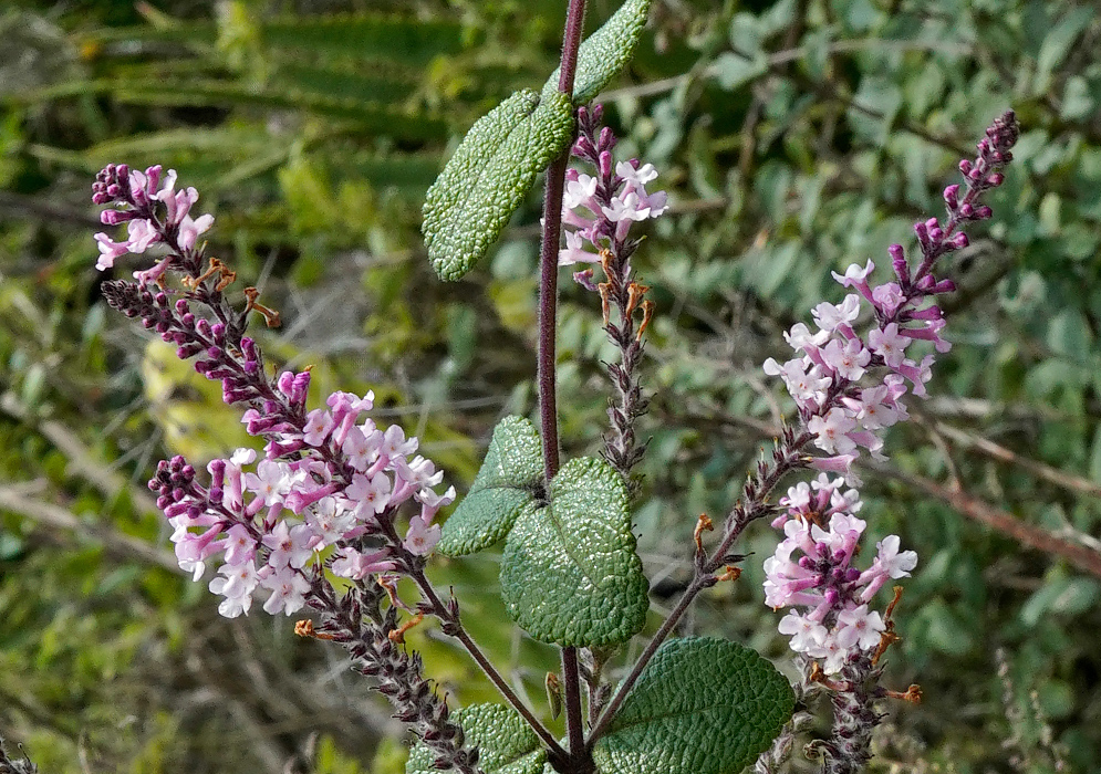 A branched flowering stem of Aloysia scorodonioides with dense upright spikes of small tubular pinkish flowers and textured green leaves
