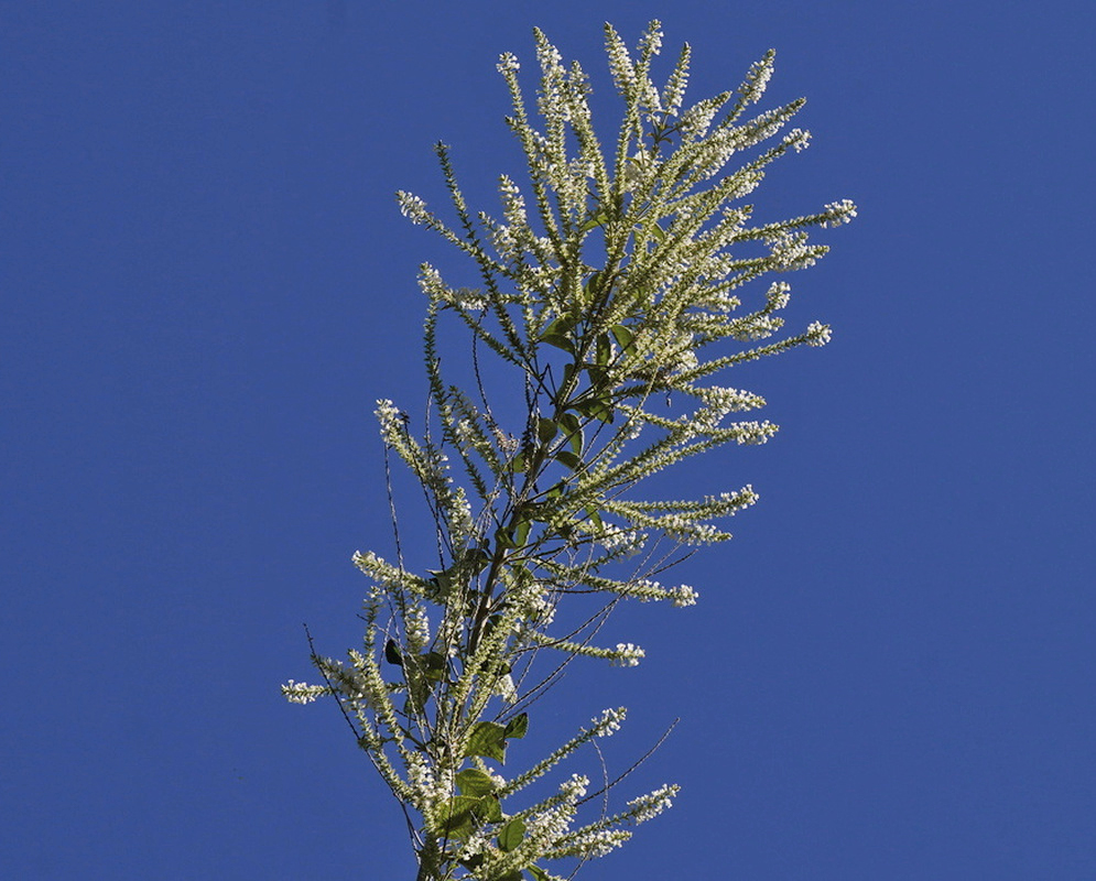 Aloysia virgata Flower Spikes Against Sky Aloysia virgata carries numerous slender flower spikes against a clear blue sky