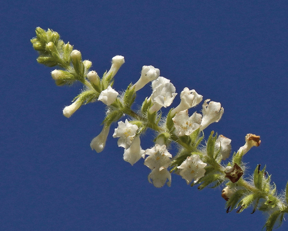 Aloysia virgata Small White Tubular Flowers Aloysia virgata has small white tubular flowers projecting from a slender spike