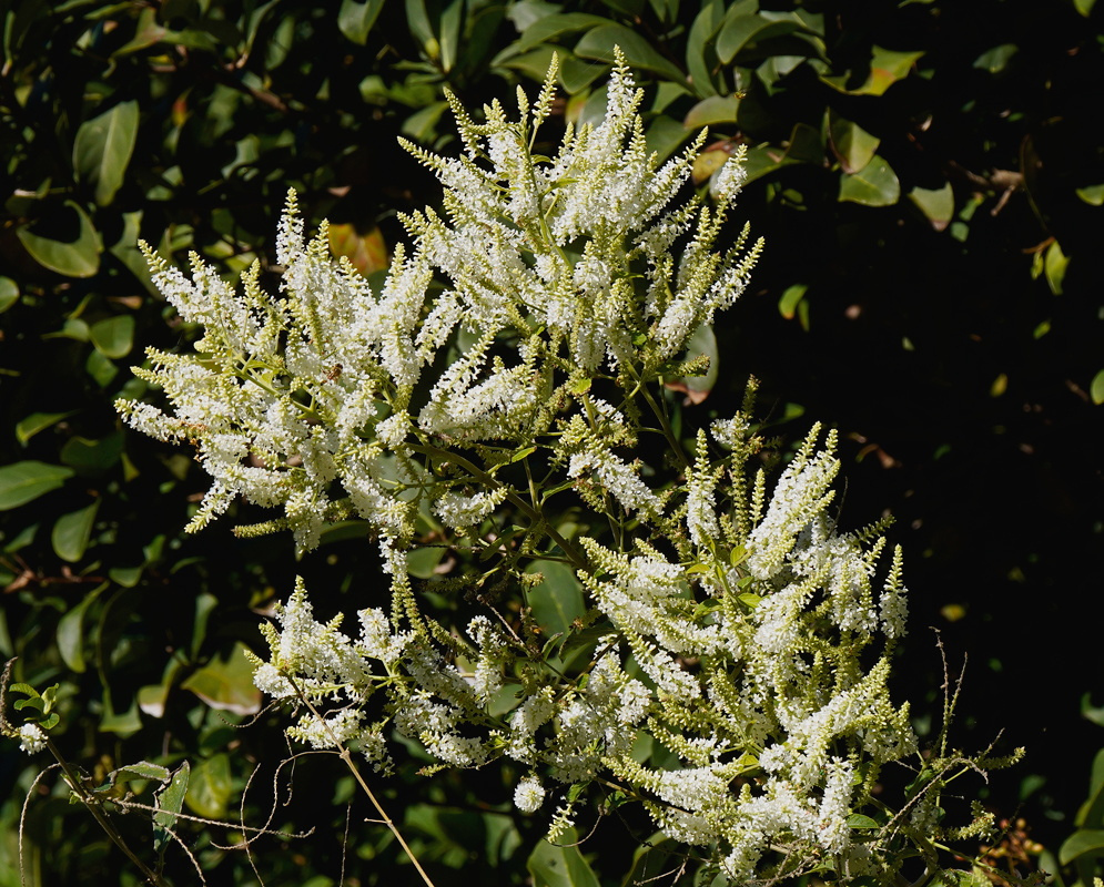 Aloysia virgata Branching White Flower Spikes Aloysia virgata bears masses of white flowers on branching upright spikes