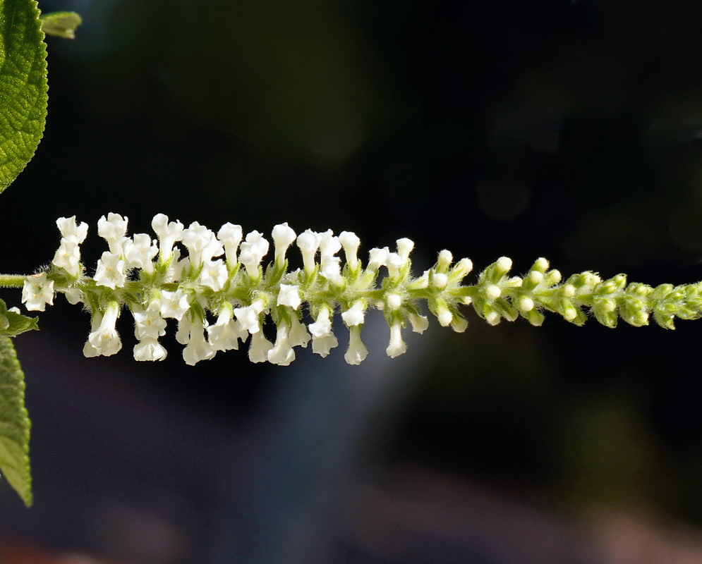 Aloysia virgata Horizontal White Flower Spike Aloysia virgata has a horizontal spike lined with white tubular flowers and rounded buds