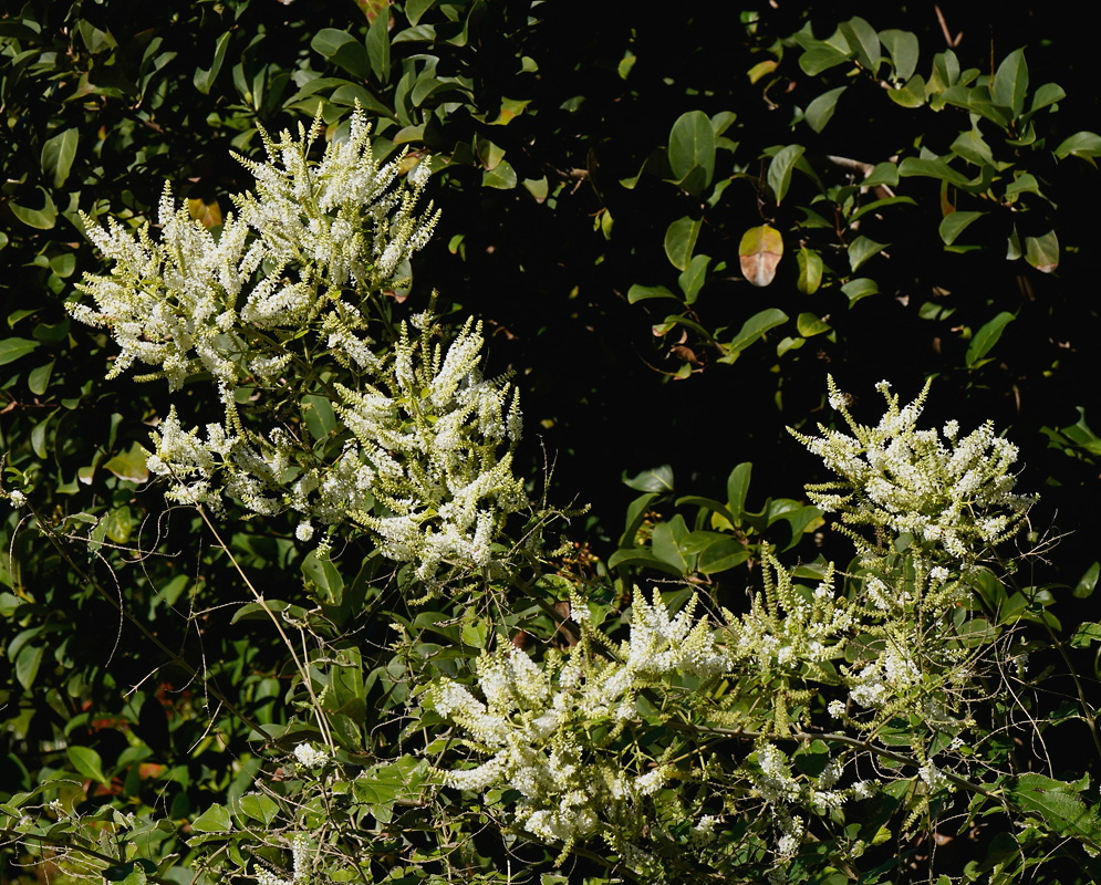 Aloysia virgata Dense White Flower Clusters Aloysia virgata carries dense branching clusters of white flower spikes among dark foliage