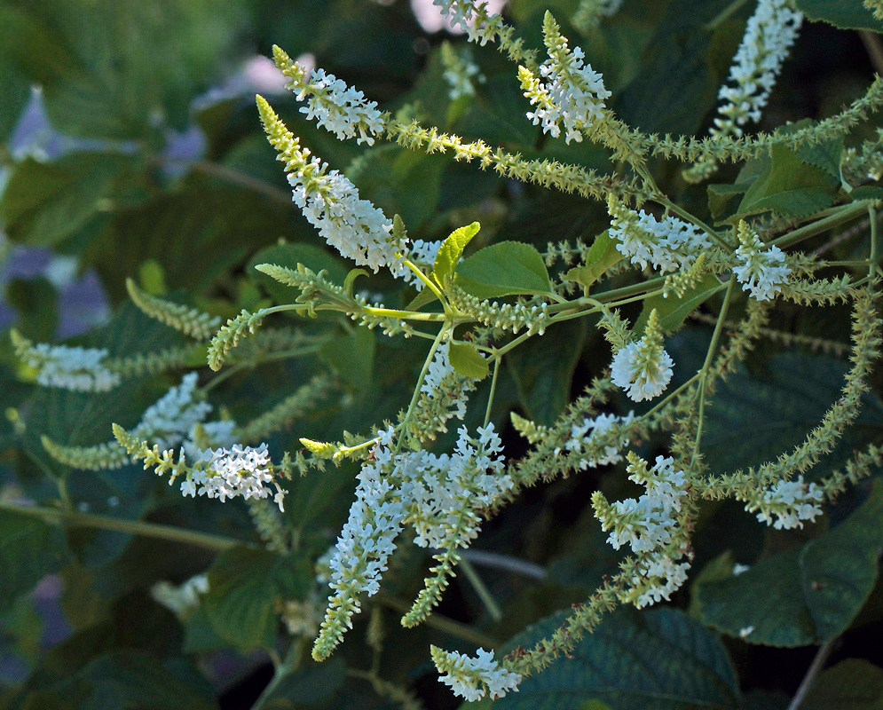 Aloysia virgata Arching White Flower Spikes Aloysia virgata bears arching white flower spikes above oval green leaves