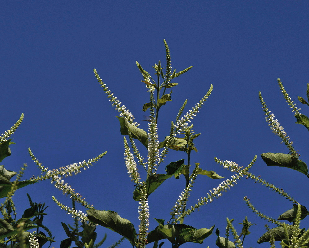 Aloysia virgata Upright Spikes Against Sky Aloysia virgata carries slender white flower spikes on upward branching stems against blue sky