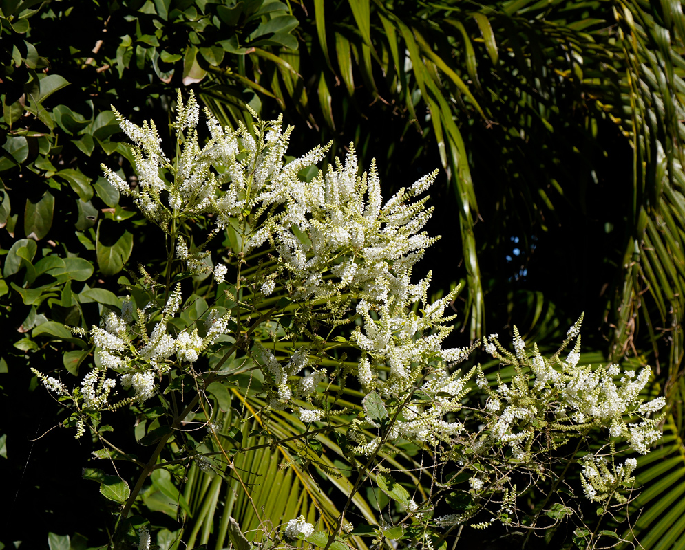Aloysia virgata Flowers A large blooming shrub of aloysia virgata filled with long white flower spikes in full sun surrounded by tropical greenery