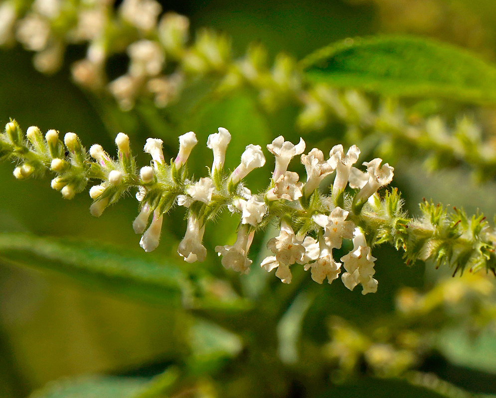 Aloysia virgata inflorescence with white flowers