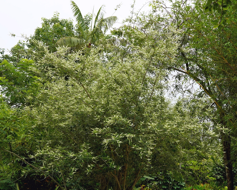 Aloysia virgata Tall White Flowering Shrub Aloysia virgata forms a tall airy shrub with numerous white flower spikes