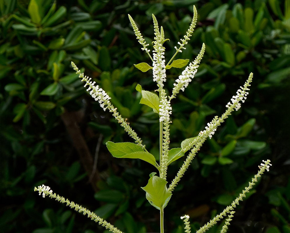 Aloysia virgata Spike A tall upright flowering spike of the aloysia virgata, covered in small white blossoms against a backdrop of green foliage