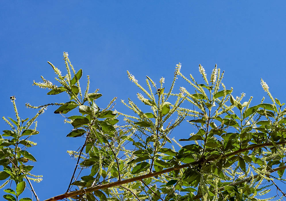 Aloysia virgata branch with upright inflorescence with white flowers under a blue sky