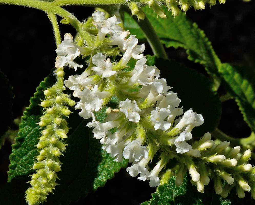 Aloysia virgata White Flowers A close-up of the fragrant white tubular flowers of the aloysia virgata, blooming along fuzzy green stems